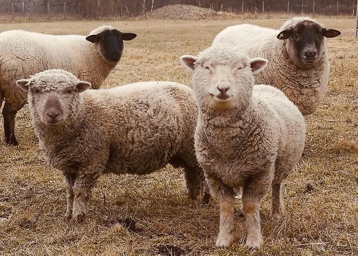 Apartamento Brigitte